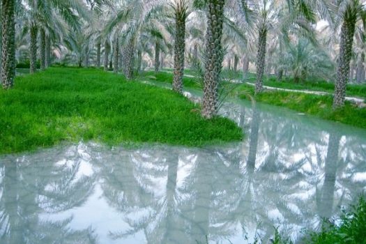 نهایت تعامل در تعیین آب‌بهای کشاورزان استان بوشهر صورت می‌گیرد