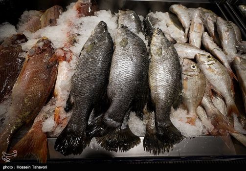 تولید ماهی پرورشی در استان بوشهر به ۶۰ هزار تن افزایش می‌یابد