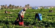 انتقاد از بی توجهی به کشاورزان در مناظره تلویزیونی ریاست جمهوری/ کشاورزان به برنامه‌های مشخص رای می‌دهند