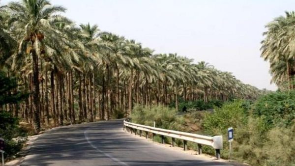 متحول شدن مزارع کشاورزی در استان/ طرح های مزارع دشتستان با بیش از ۹۸۰ میلیارد تومان افتتاح شد